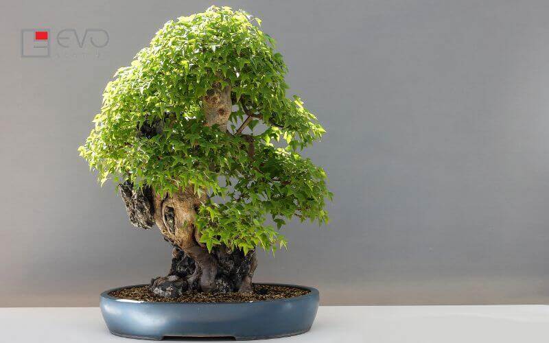 Cây bonsai để bàn đồ trang trí chỗ ngồi rước thêm nhiều may mắn